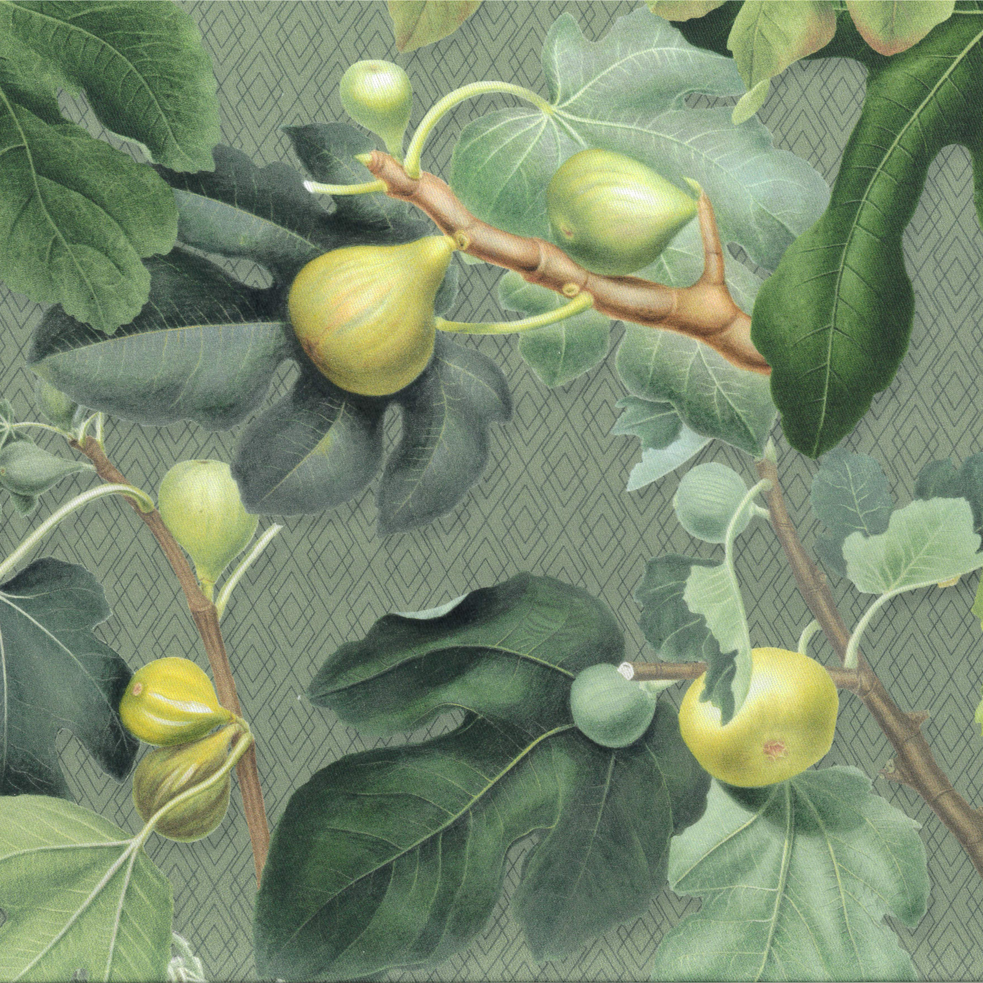 FIG TREE