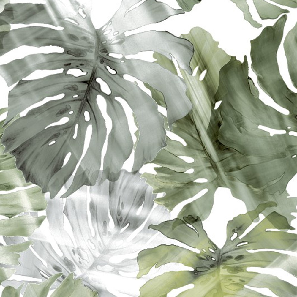 MONSTERA