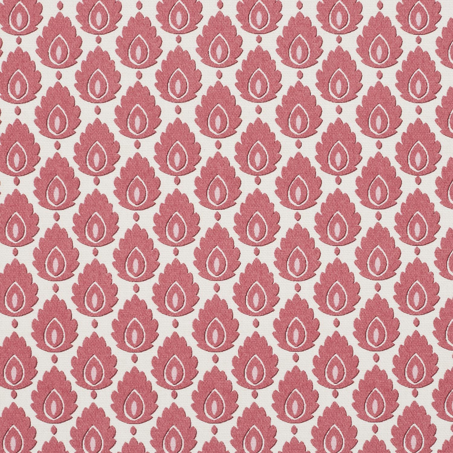 ODILA CARMINE  MD 14.000