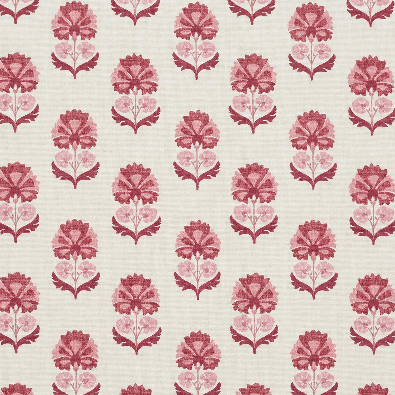 SHANI CARMINE  MD 14.000